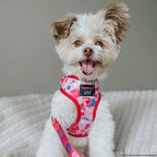 Adjustable Dog Harness product image 17