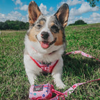 Adjustable Dog Harness product image 20