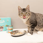 A tabby cat enjoying Love Nala cat food while sitting on a white blanket.