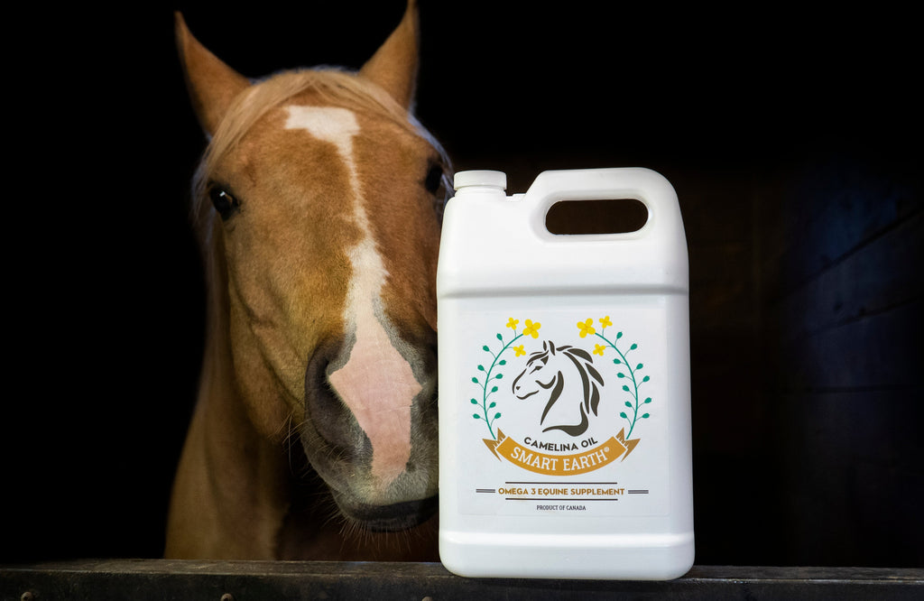 Equine Camelina Oil product image 4