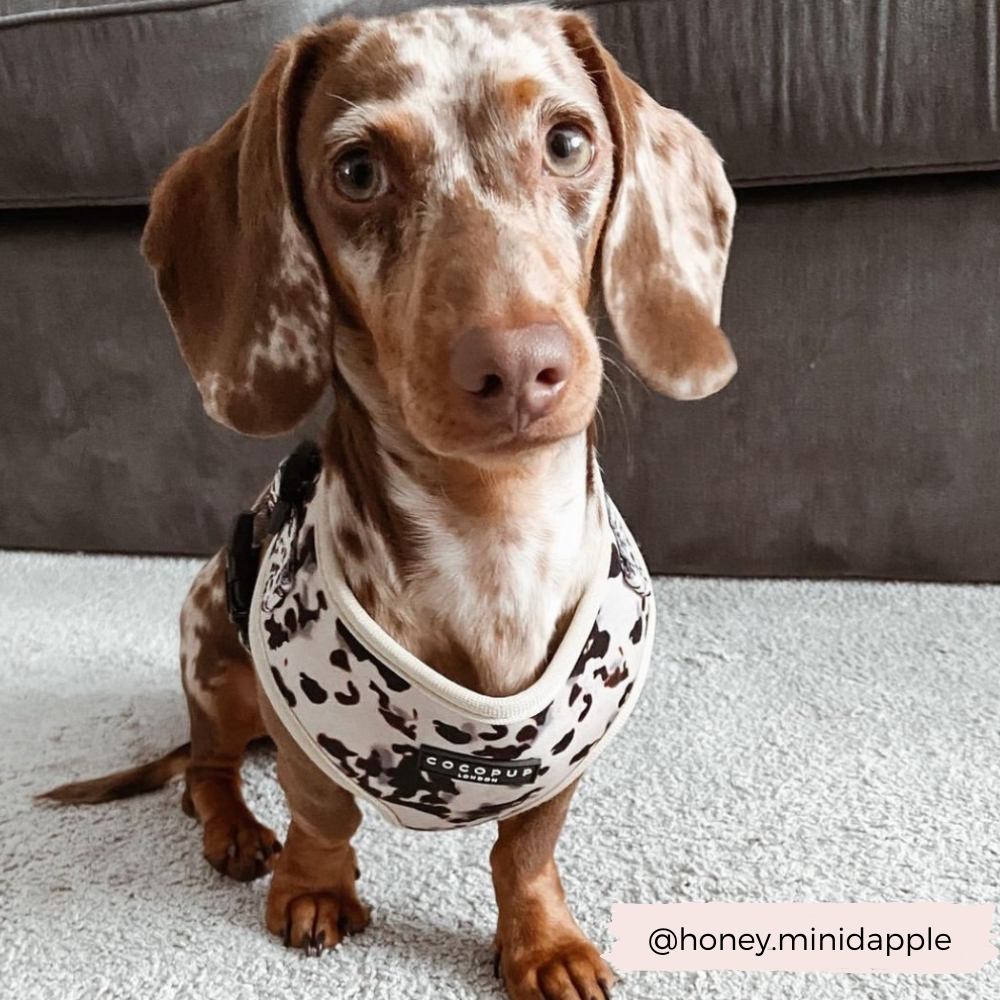 Adjustable Dog Harness product image 4