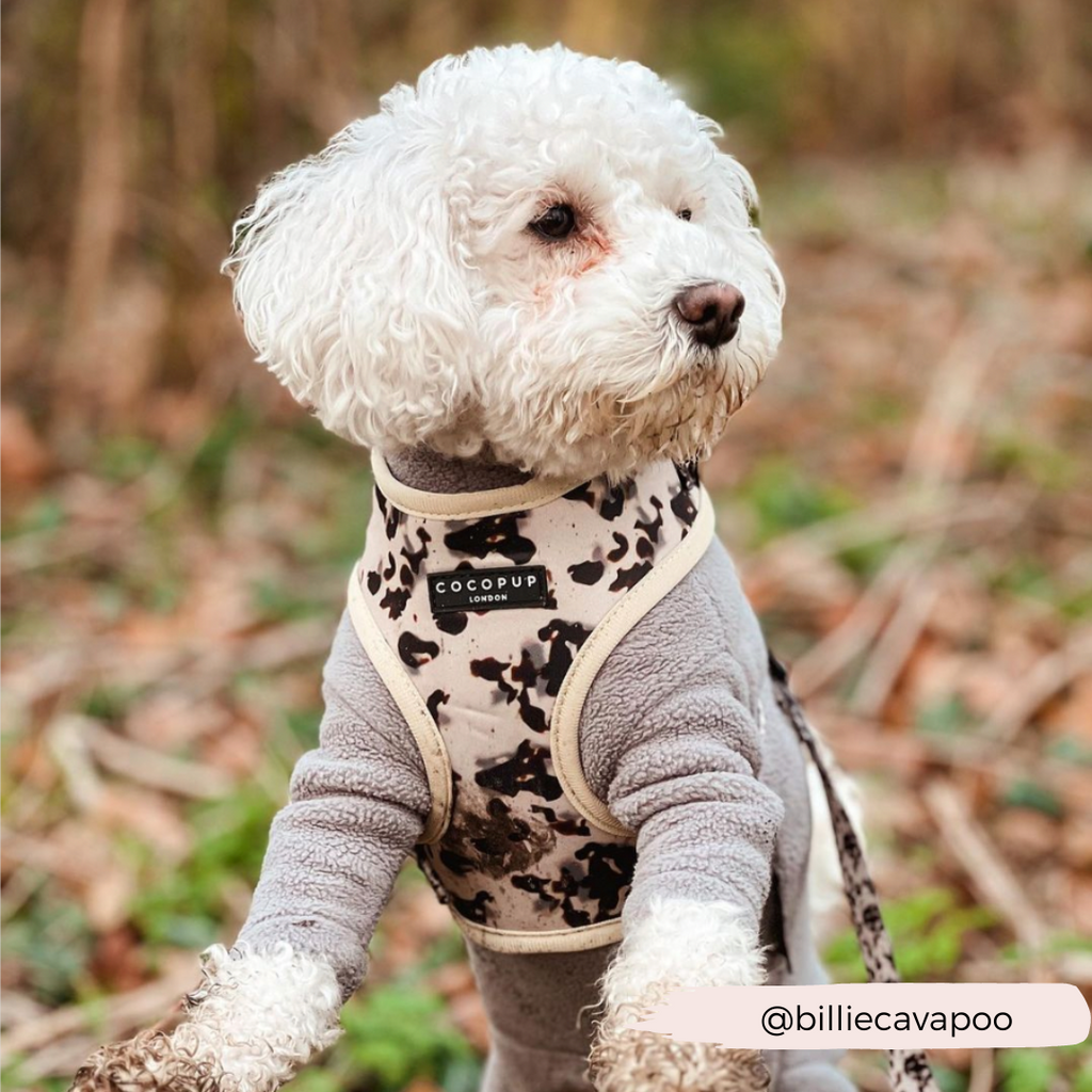 Adjustable Dog Harness product image 8