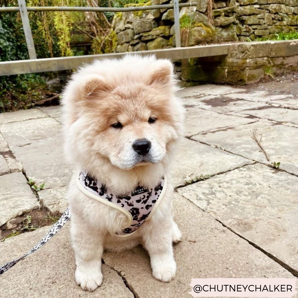 Adjustable Dog Harness product image 11