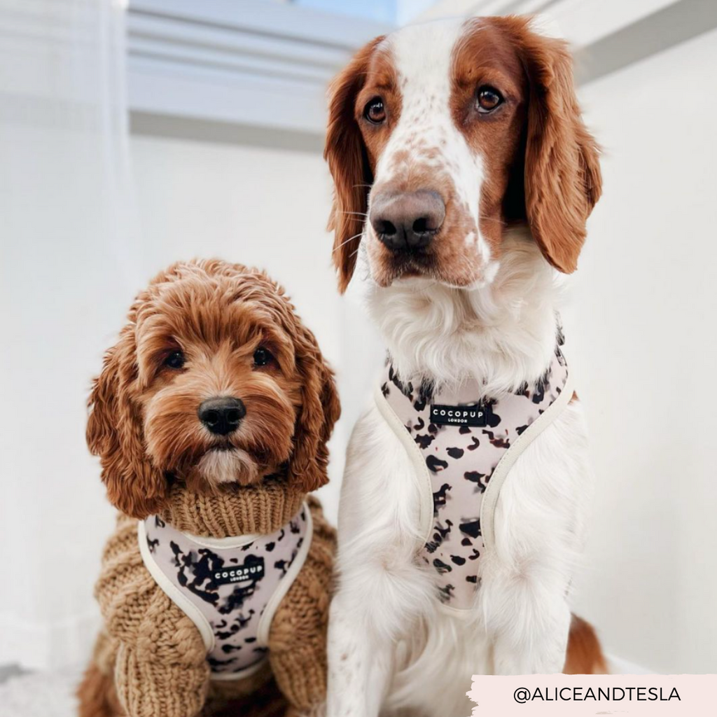 Adjustable Dog Harness product image 13