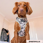 Adjustable Dog Harness product image 14