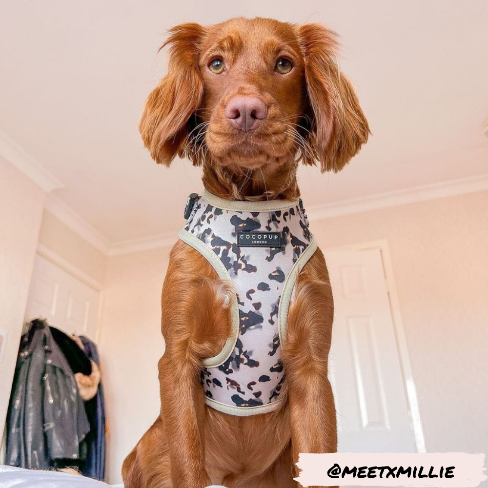 Adjustable Dog Harness product image 14