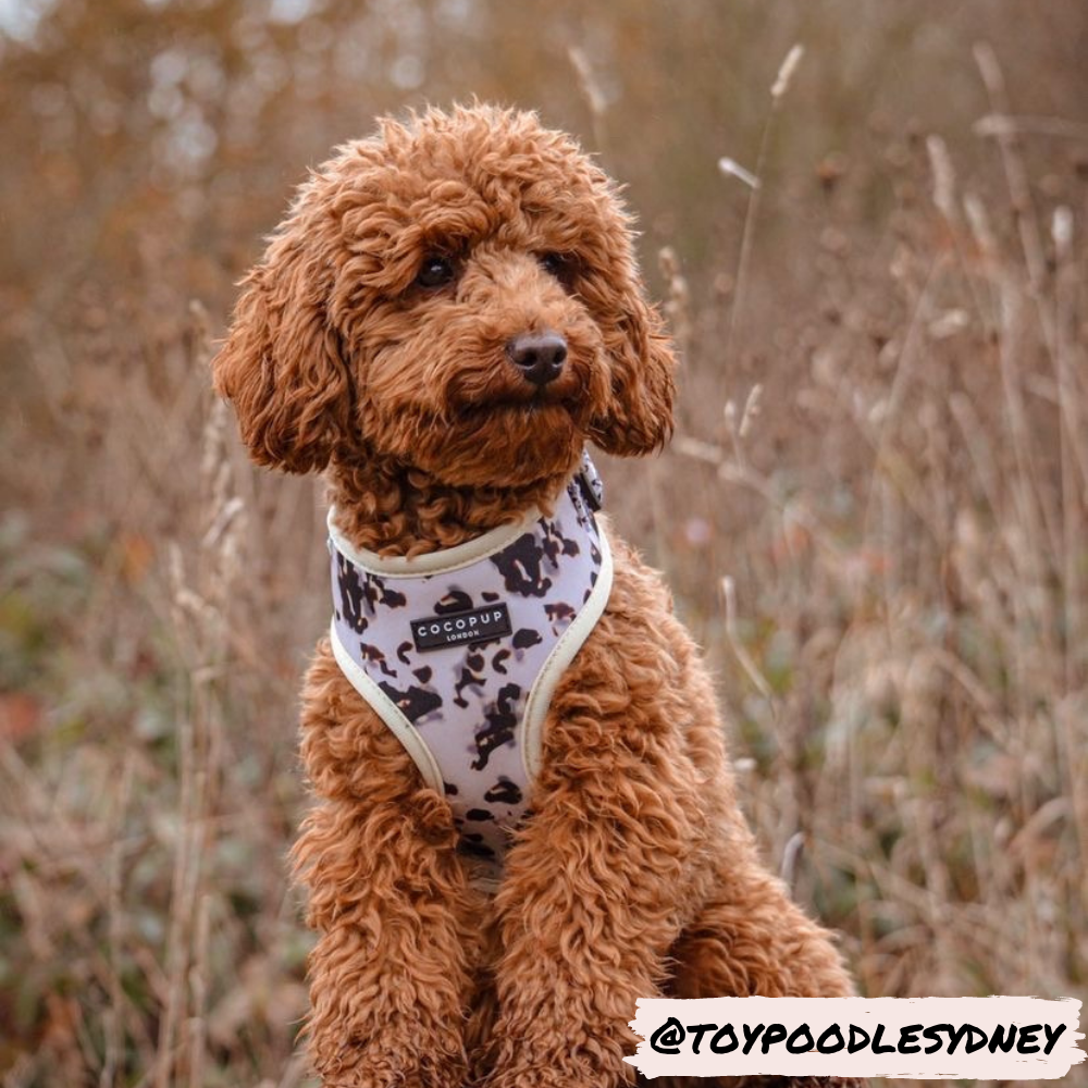 Adjustable Dog Harness product image 16