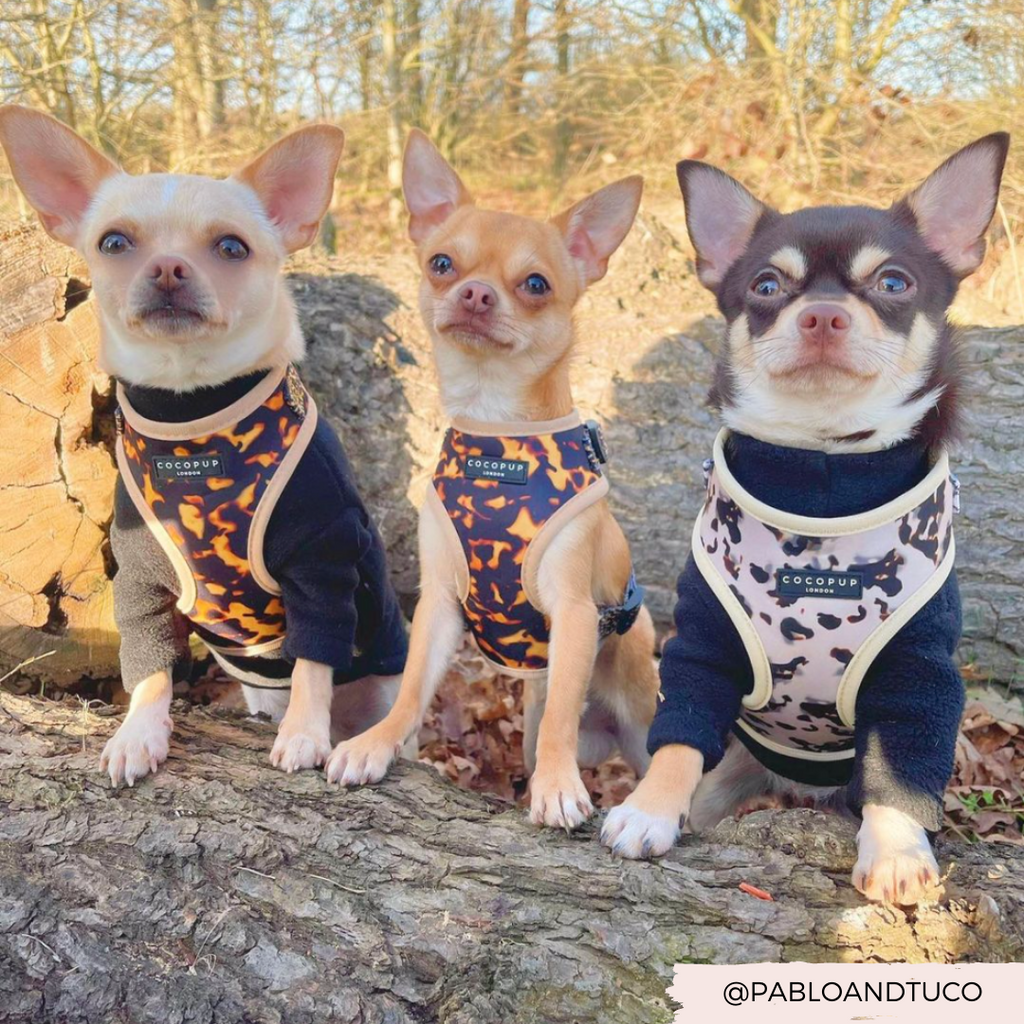 Adjustable Dog Harness product image 17