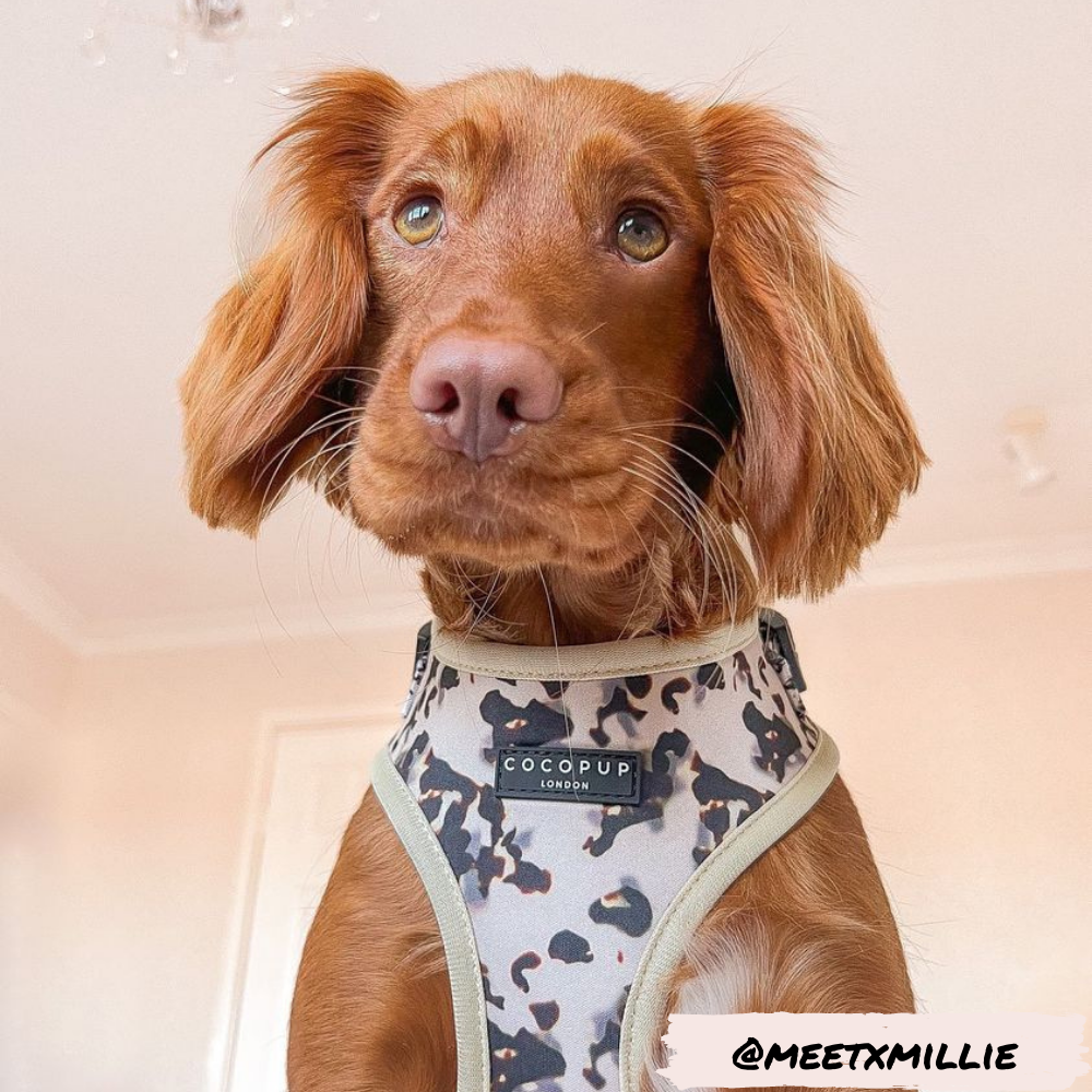 Adjustable Dog Harness product image 20