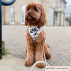 Adjustable Dog Harness product image 22
