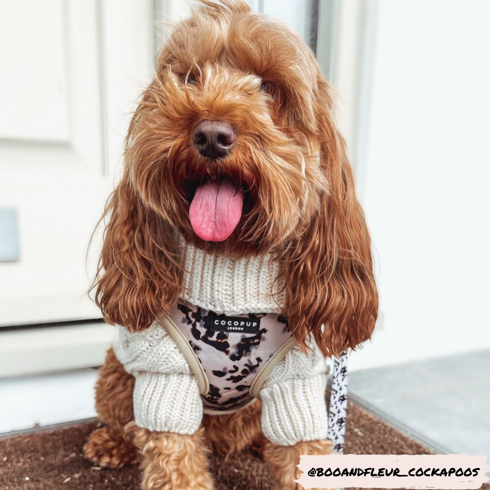 Adjustable Dog Harness product image 23