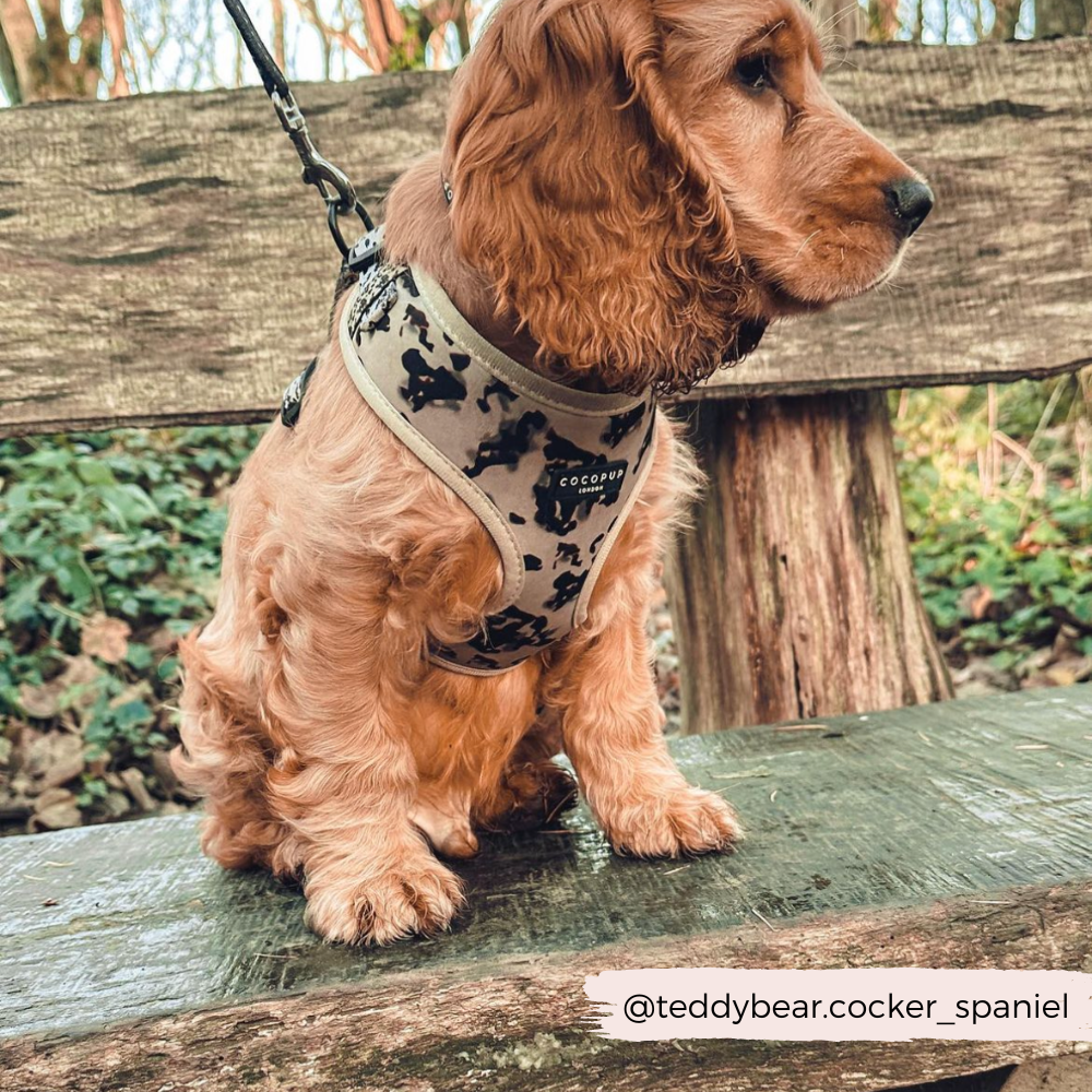 Adjustable Dog Harness product image 24