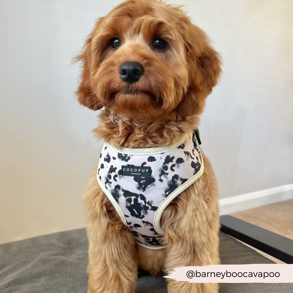 Adjustable Dog Harness product image 26