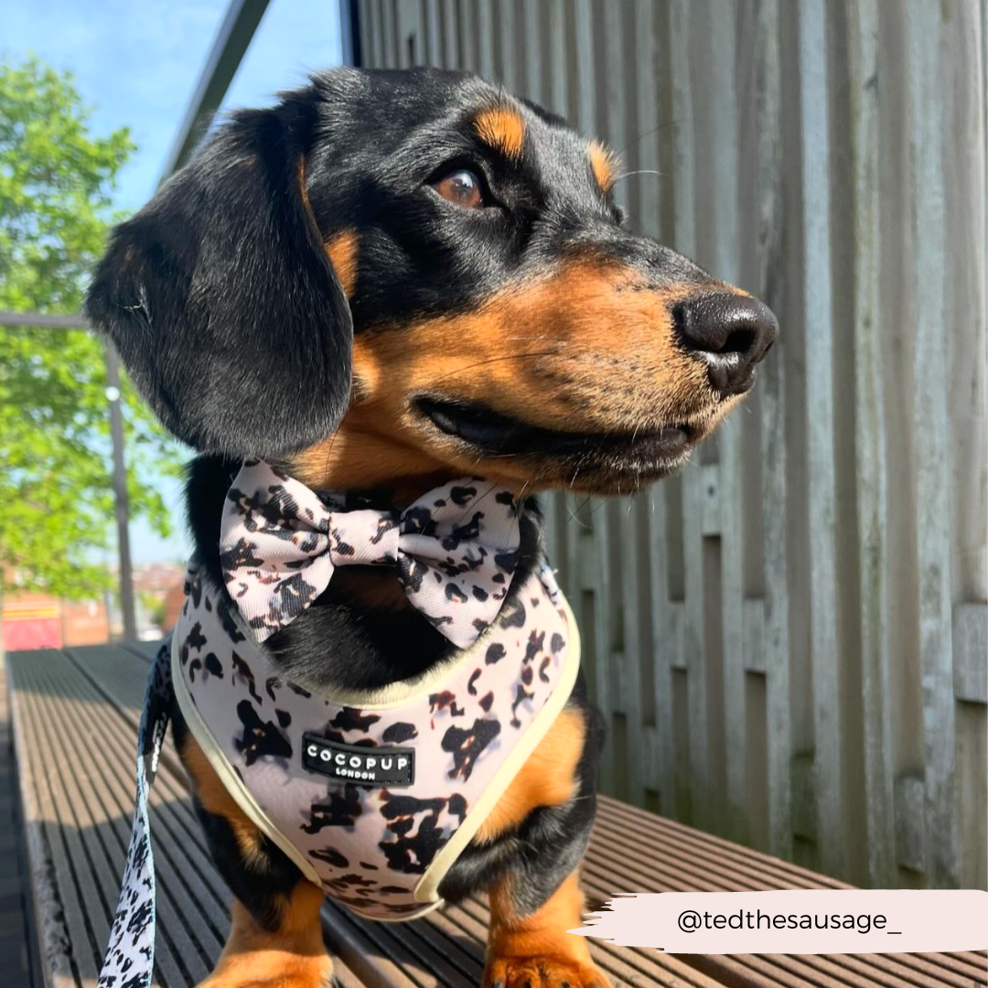 Adjustable Dog Harness product image 28