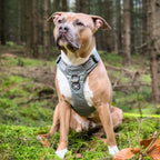 Anti-Pull Dog Harness product image 5