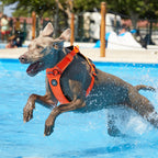 Anti-Pull Dog Harness product image 8