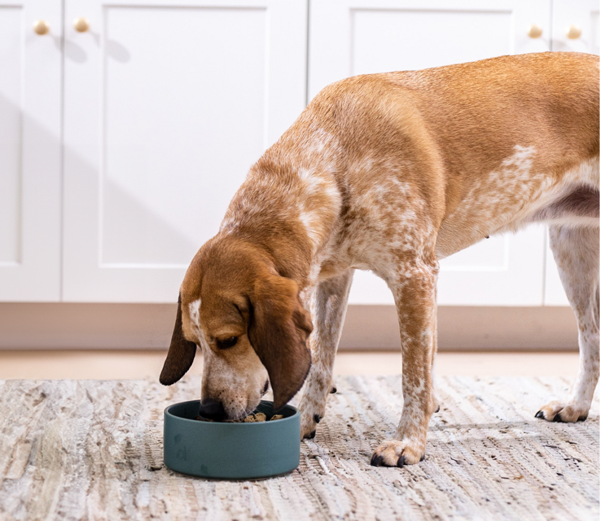 Freeze-Dried Raw Dog Food Morsels product image 5