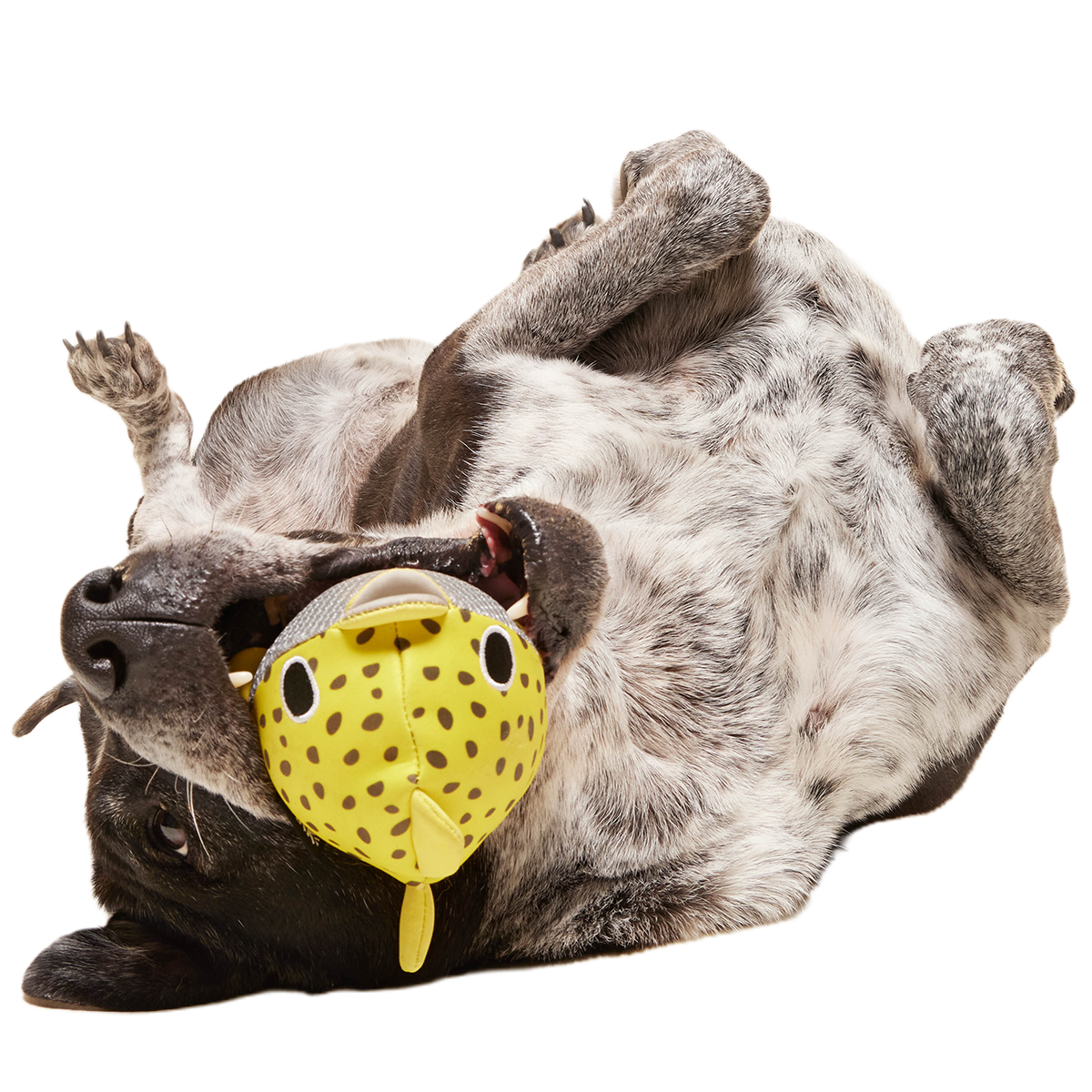Floating Two-in-One Rubber Core Dog Fetch Toy product image 2