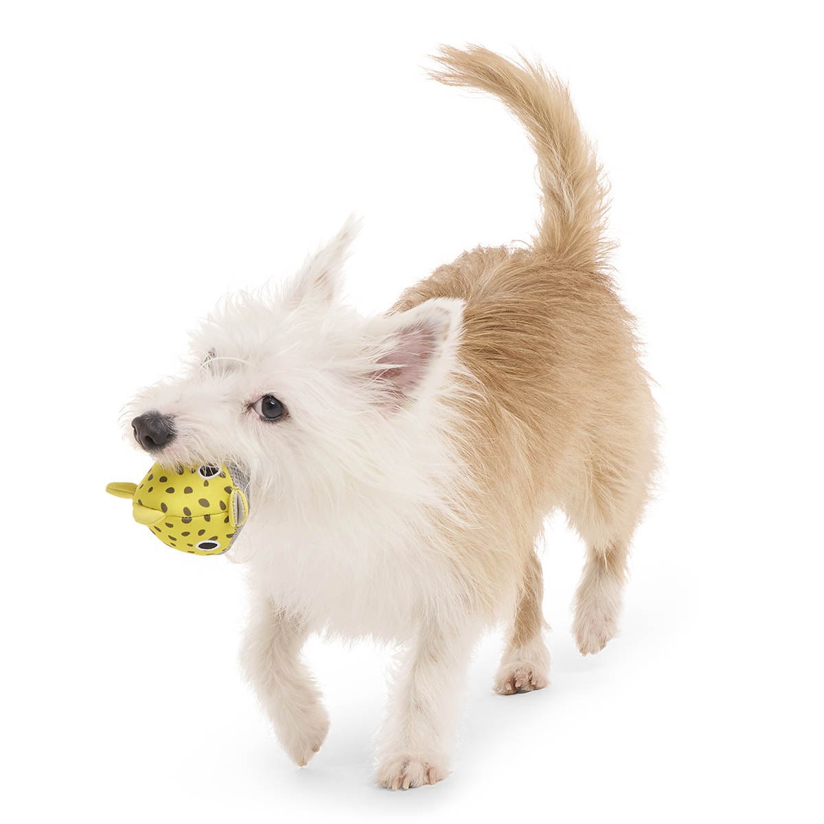 Floating Two-in-One Rubber Core Dog Fetch Toy product image 5