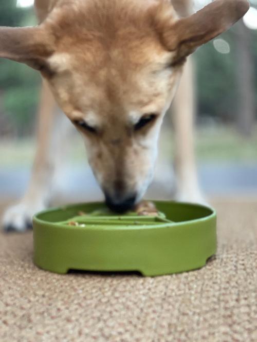 Slow Feeder Bowl product image 8