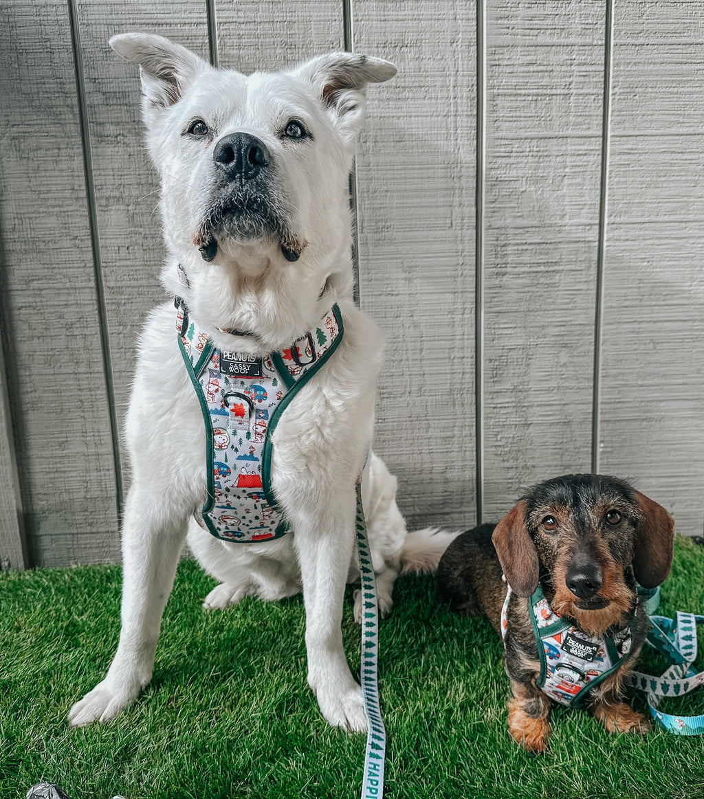 Dog Collar product image 7