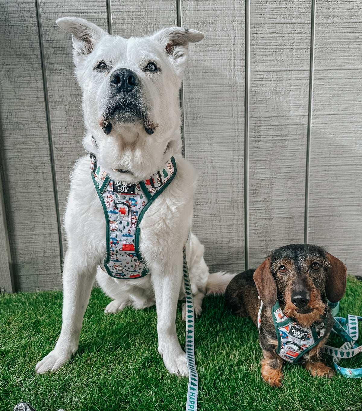 Dog Collar product image 7