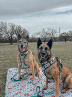 Dog Collar product image 9