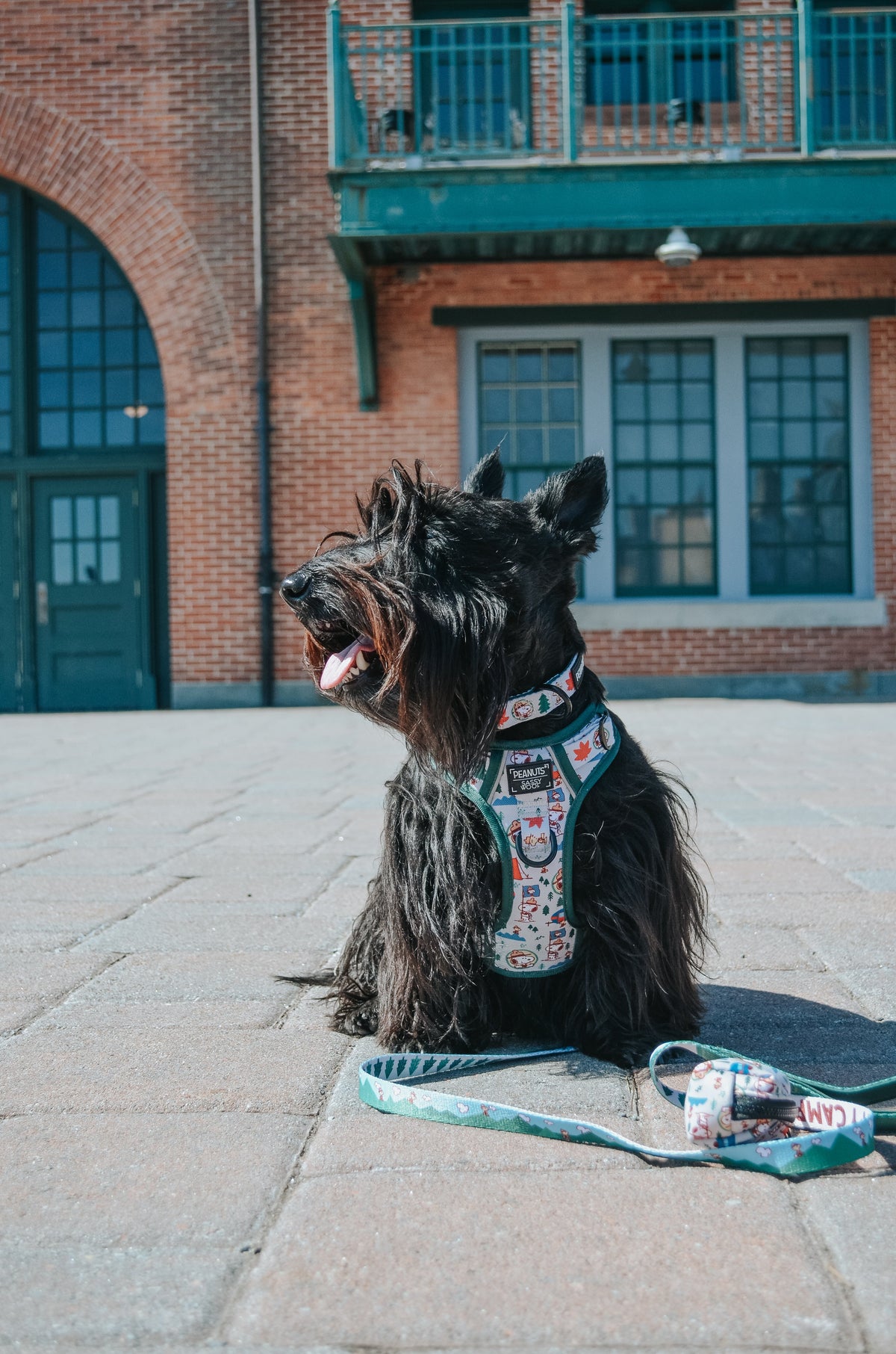 Dog Collar product image 10