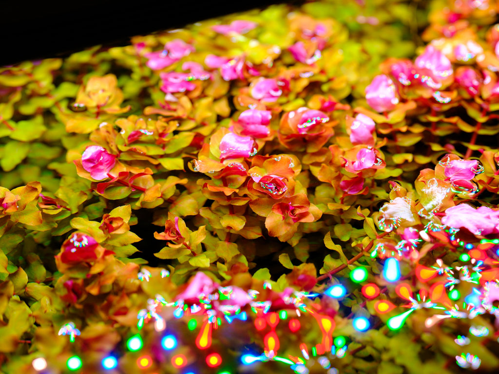 Aquarium LED Light product image 20
