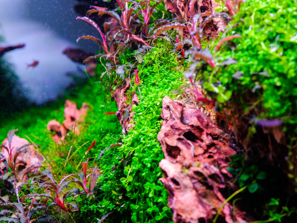 Aquarium LED Light product image 22