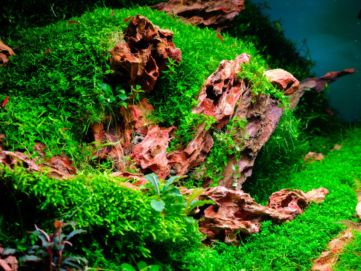 Aquarium LED Light product image 23