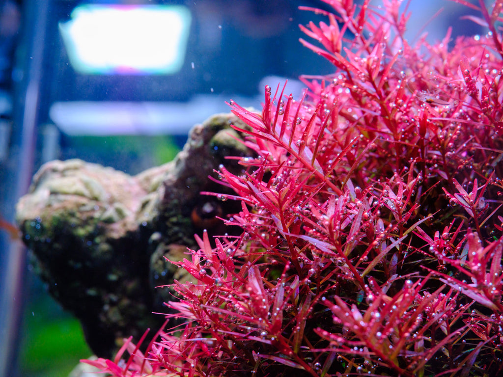 Aquarium LED Light product image 25