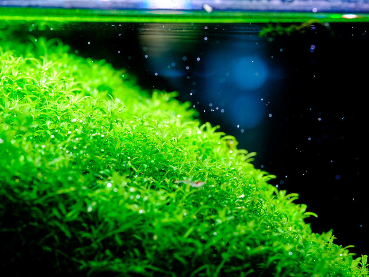 Aquarium LED Light product image 26