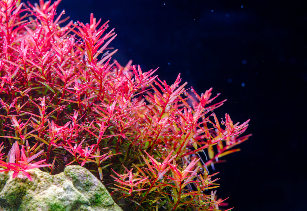 Aquarium LED Light product image 27