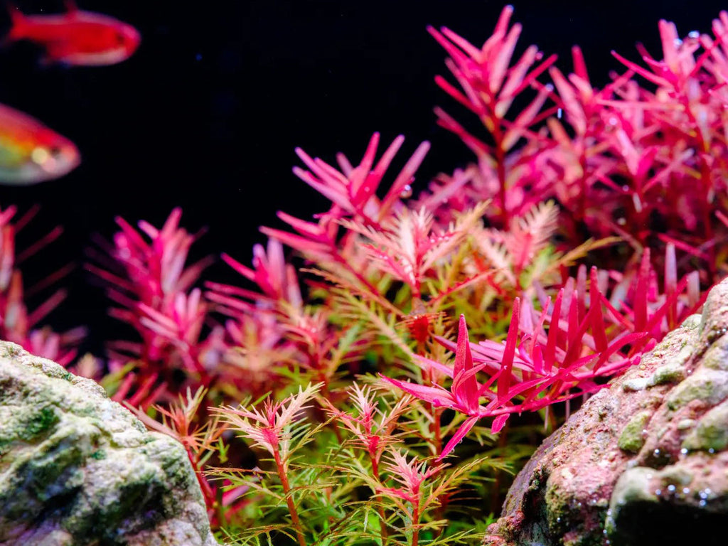 Aquarium LED Light product image 28