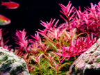 Aquarium LED Light product image 28