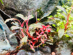 Aquarium LED Light product image 30