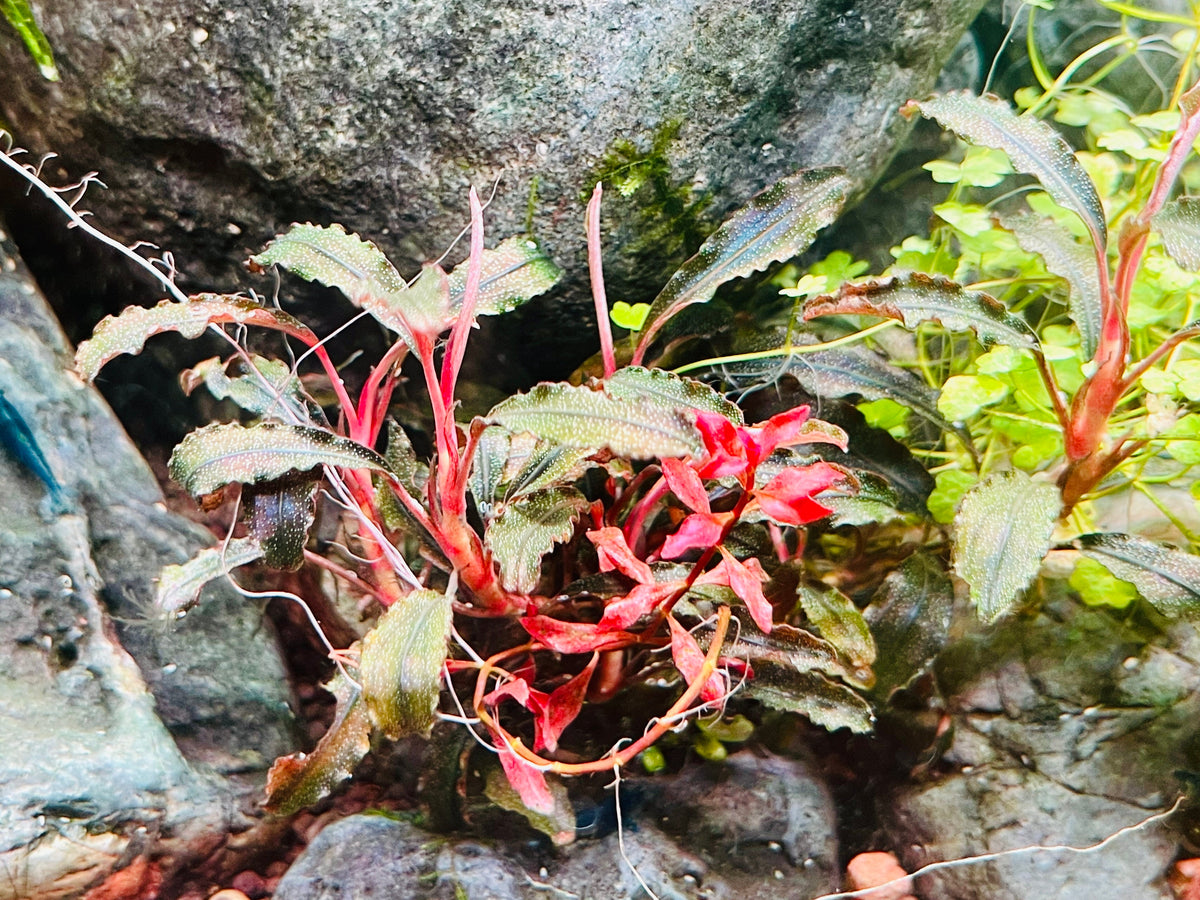 Aquarium LED Light product image 30