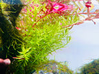 Aquarium LED Light product image 31