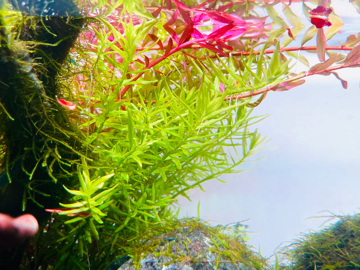 Aquarium LED Light product image 31
