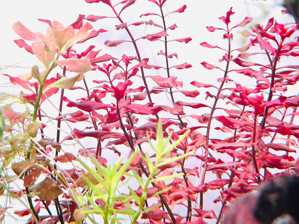 Aquarium LED Light product image 32