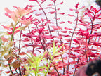 Aquarium LED Light product image 32
