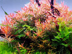 Aquarium LED Light product image 12