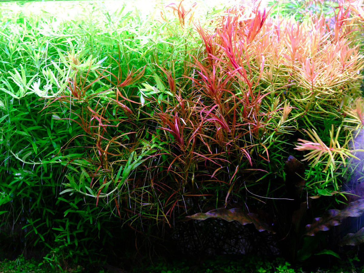 Aquarium LED Light product image 13
