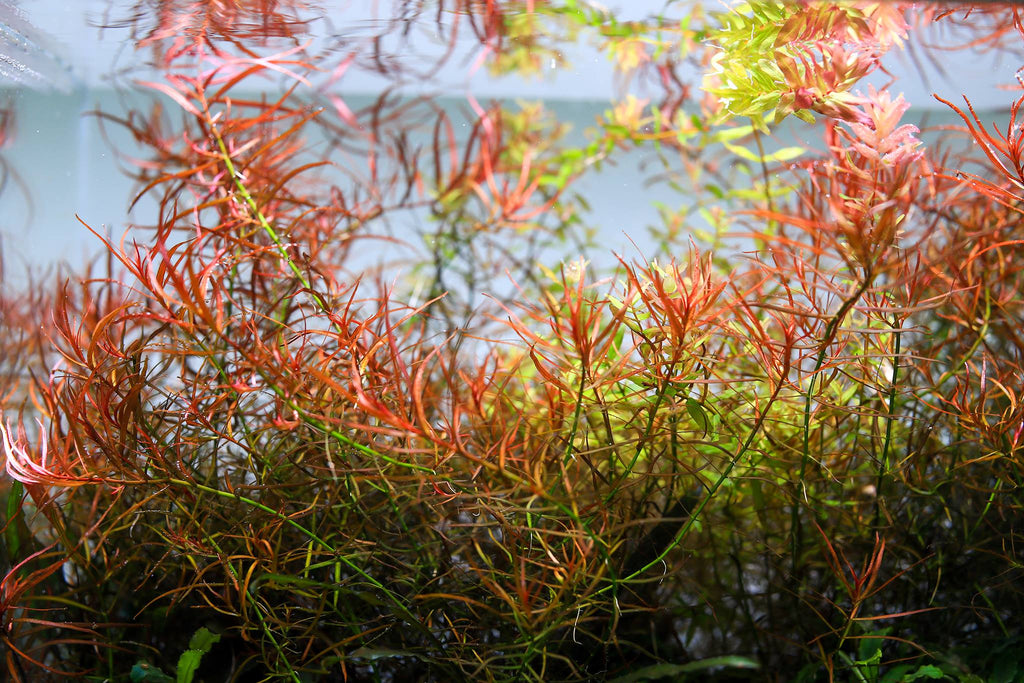 Aquarium LED Light product image 15