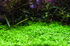 Aquarium LED Light product image 16