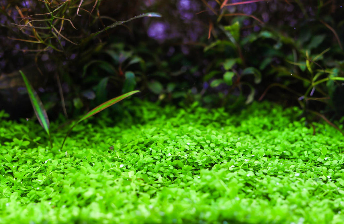 Aquarium LED Light product image 16