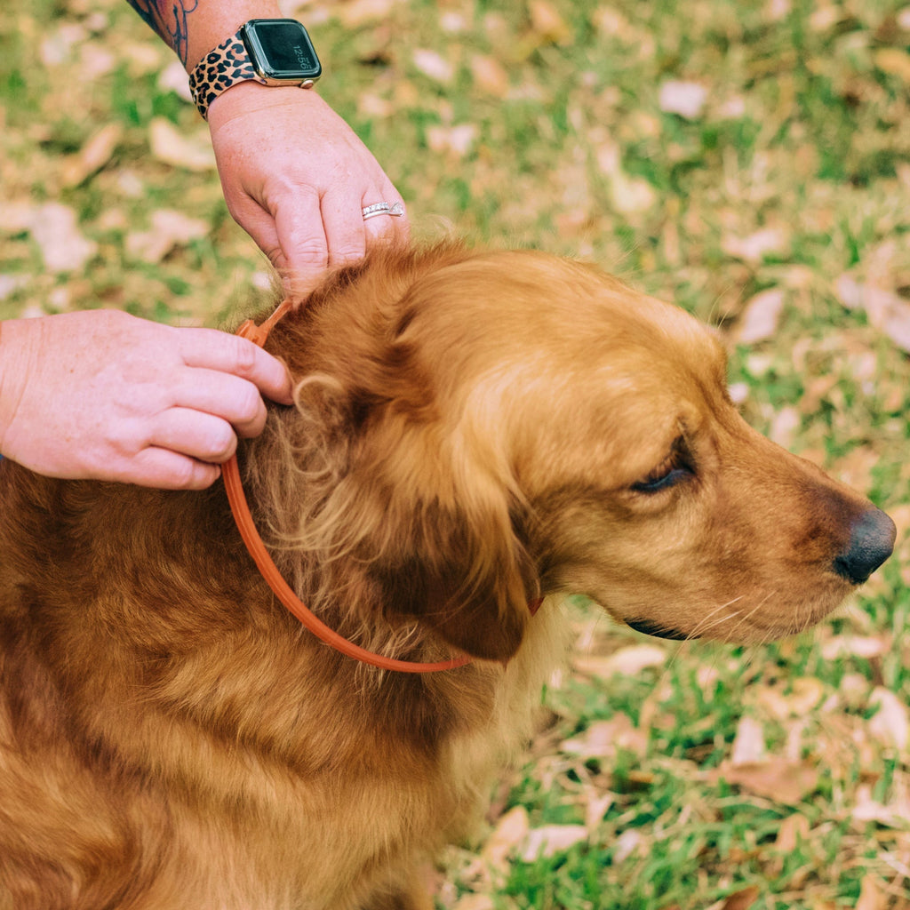 A person fastens a Wondercide Flea & Tick Collar for Dogs + Cats around a golden retriever’s neck outdoors on grass, with their hands and smartwatch visible, showing care for flea and tick protection.