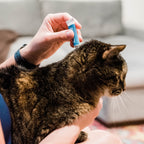 A person applies Wondercide Flea & Tick Spot On for Dogs + Cats from a small blue tube to the back of a brown tabby cat’s neck as it sits calmly on their lap indoors, giving gentle flea and tick protection.