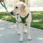 Dog Harness product image 2